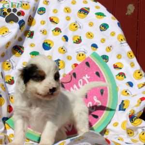 Faris, Mini Bernedoodle Puppy